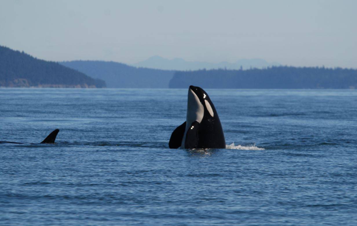 Orcas