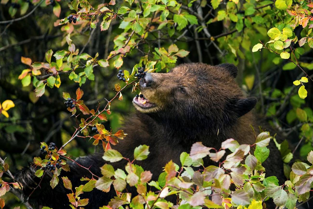 Oso negro