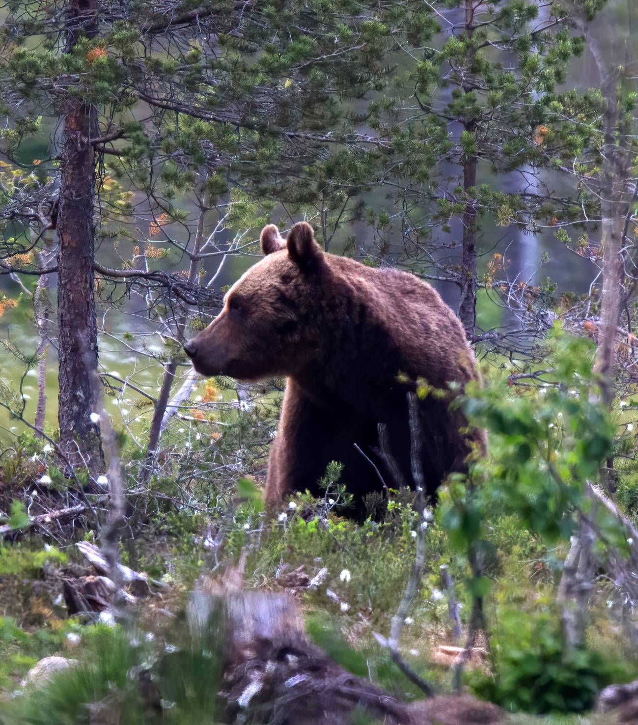 Oso pardo