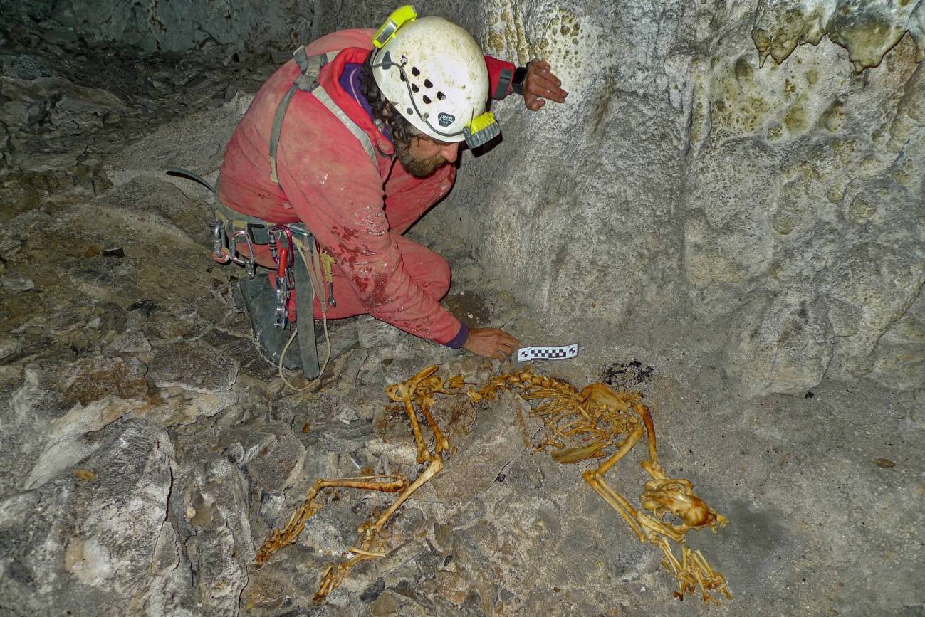 Recuperación y reconstrucción de un lince euroasiático hallado en la Sima Topinoria. / Juan Martín