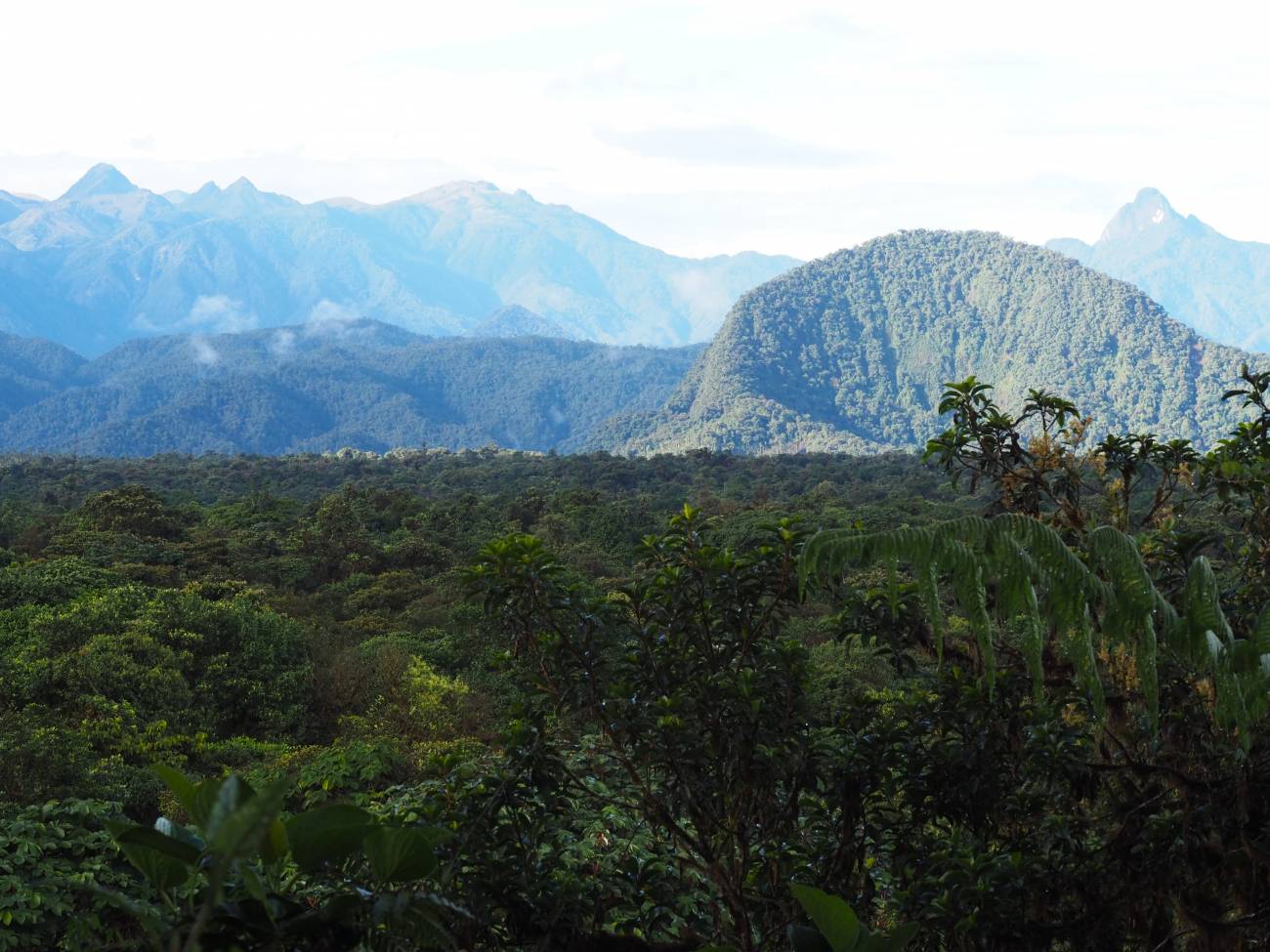 Vista panorámica del bosque nublado de los Andes colombianos / Claudia Lansac