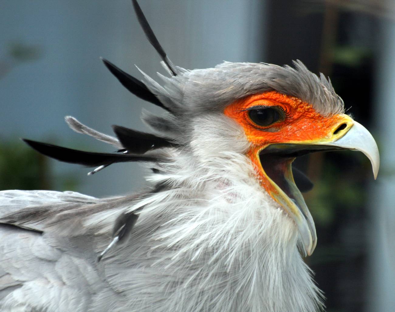 Pájaro secretario