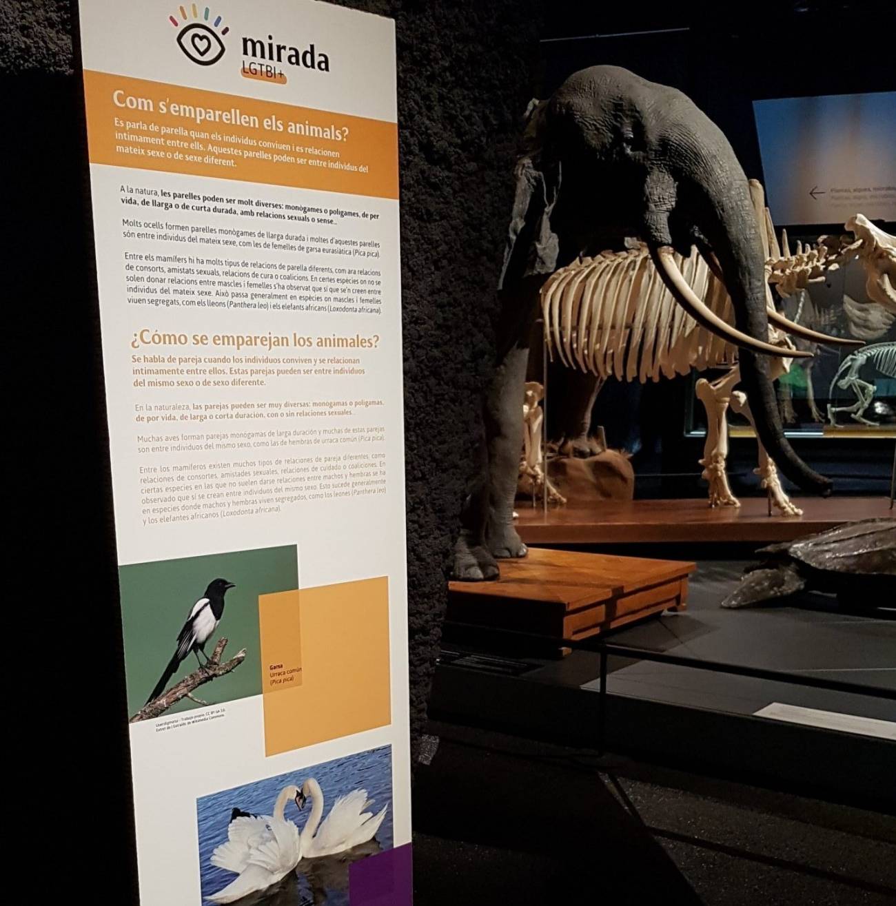 Panel Mirada LGTBI y elefante