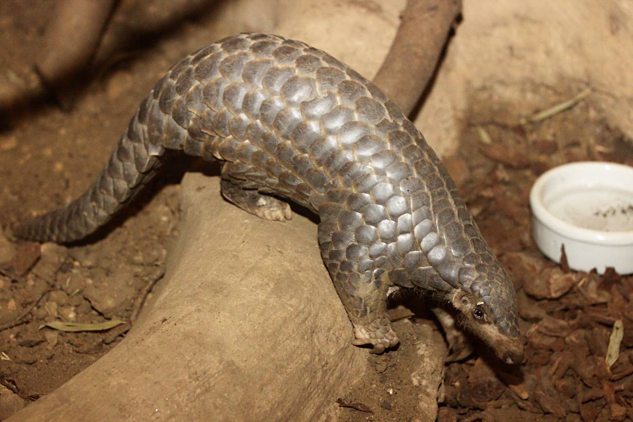 Pangolín