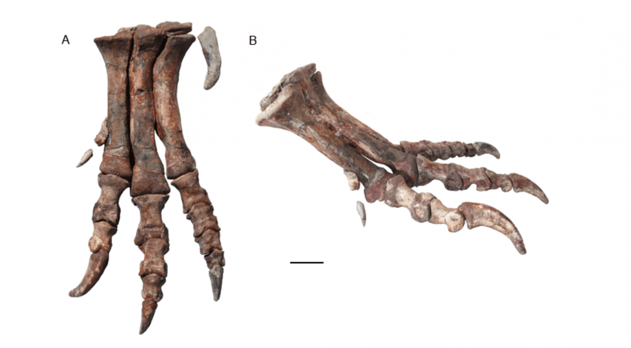 Patas Meraxes giga