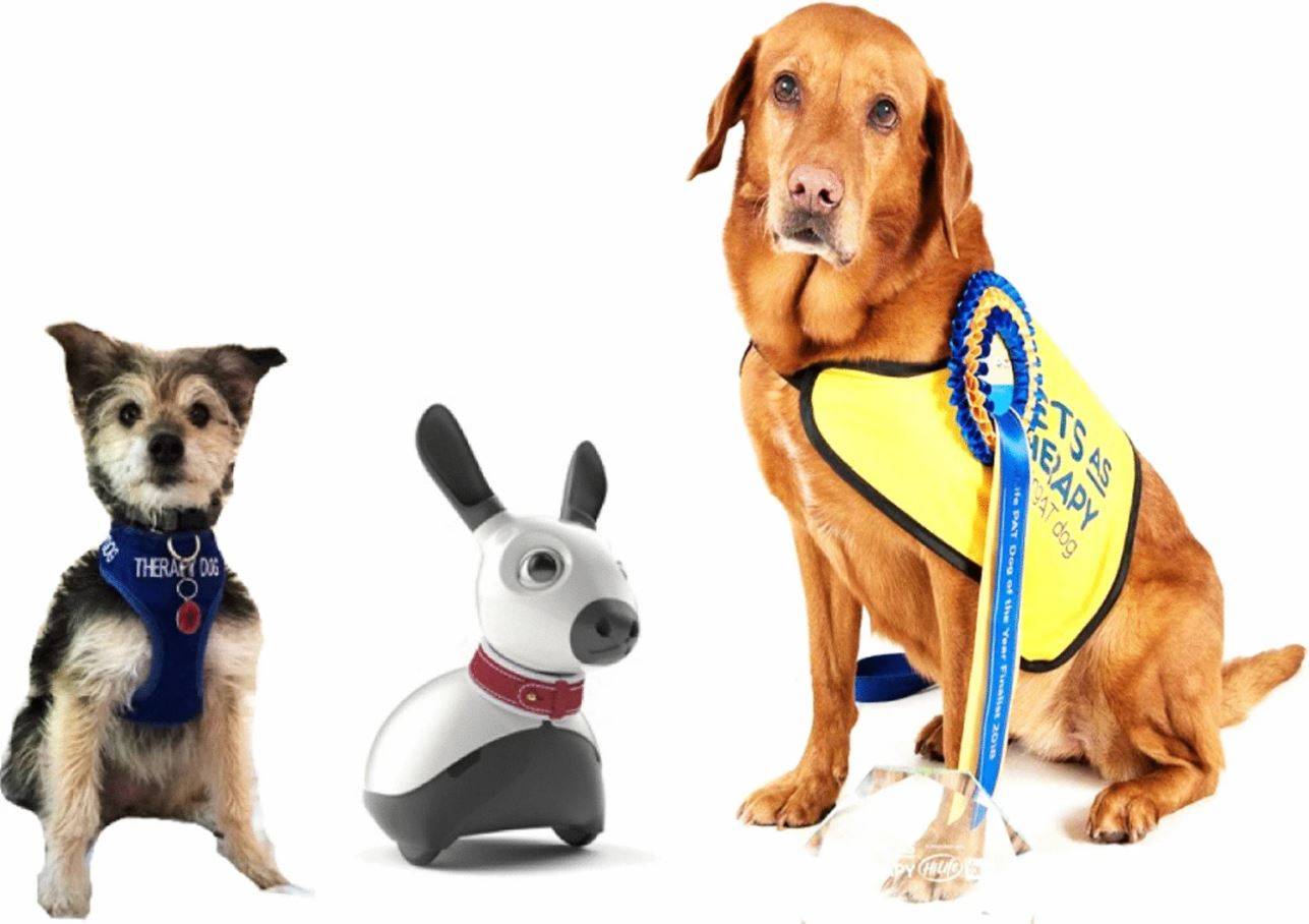 Perros y robot