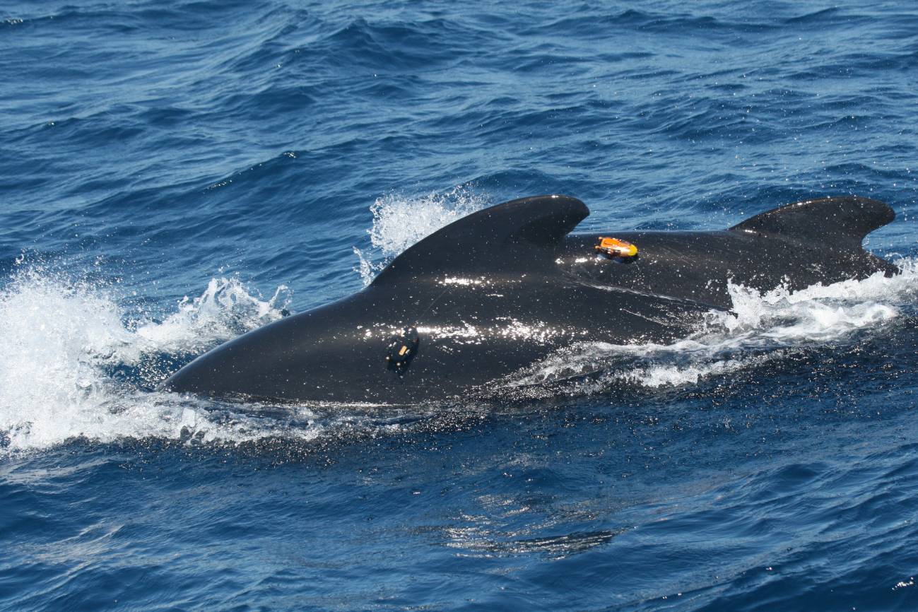 Ballenas piloto marcadas. / CIRCE