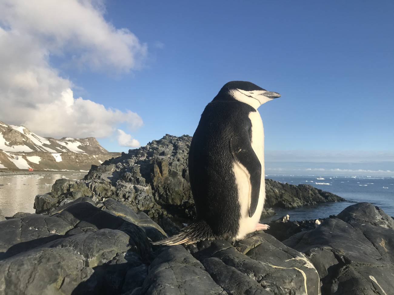 Pingüino barbijo. / Paul-Antoine Libourel