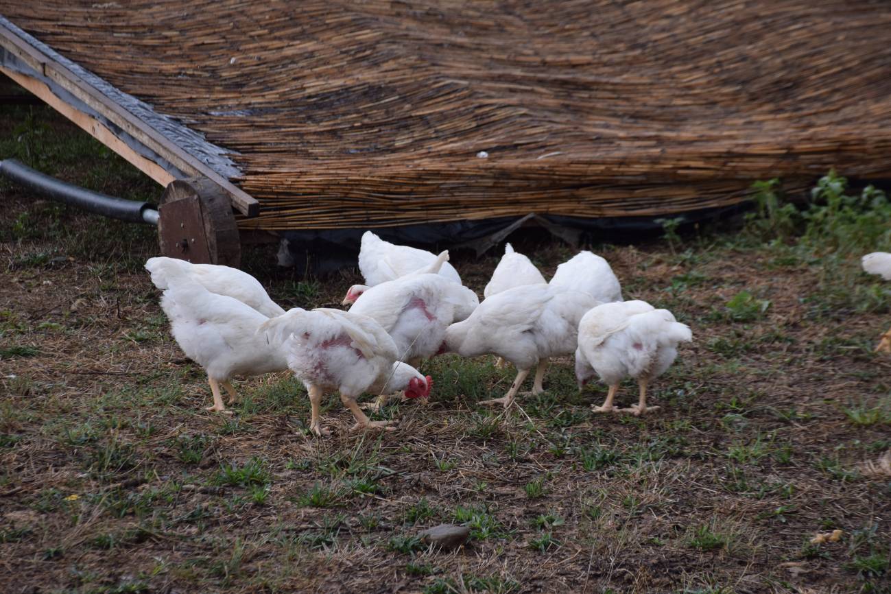 Las gallinas se mueven libremente por la huerta / CREAF