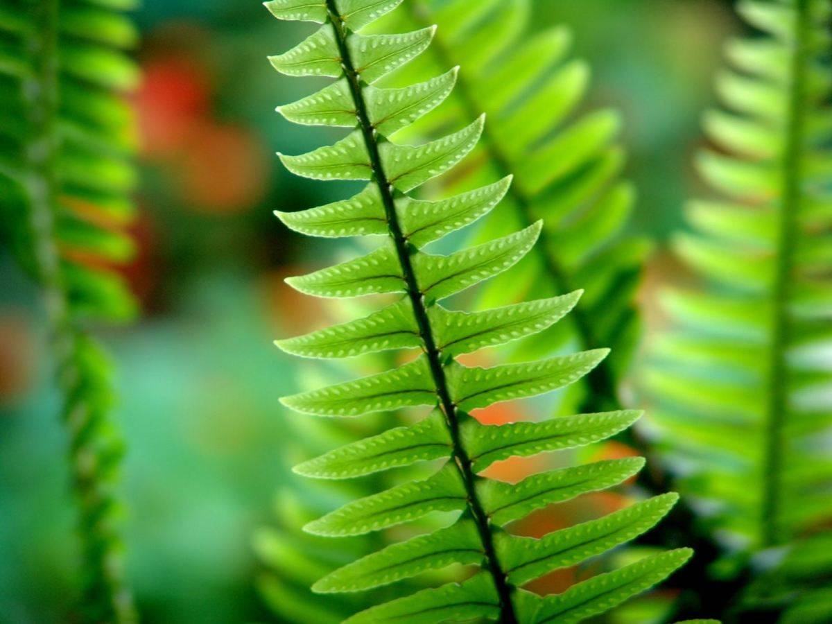 El helecho ‘Polypodium leucocotomos’ tiene propiedades fotoprotectoras. / Wikimedia commons