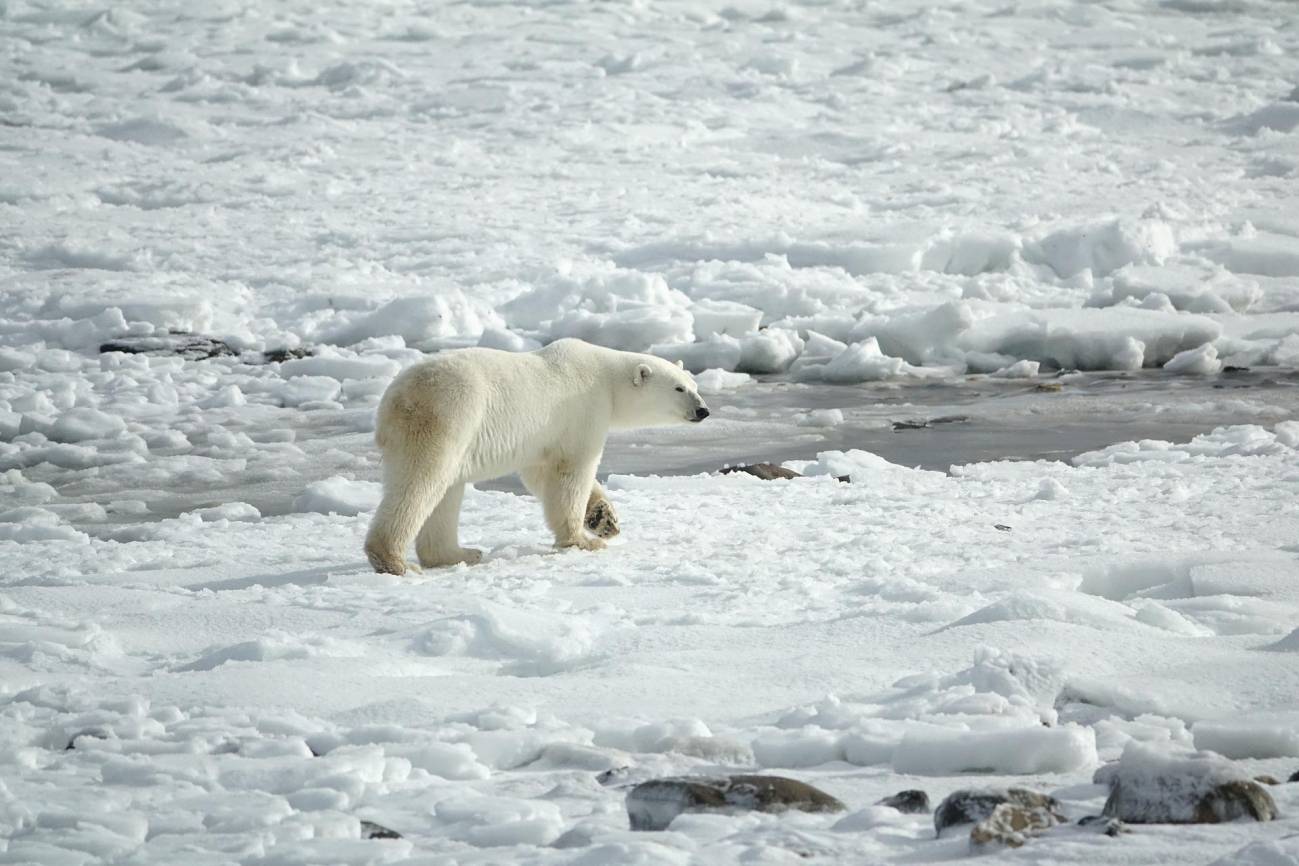 Oso polar / Pixabay