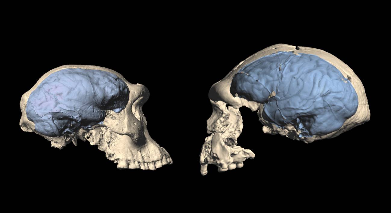 Comparativa de cráneos de Homo primitivo de Dmanisi y otro espécimen de Sangiran, Indonesia. / Marcia Ponce de León et al.