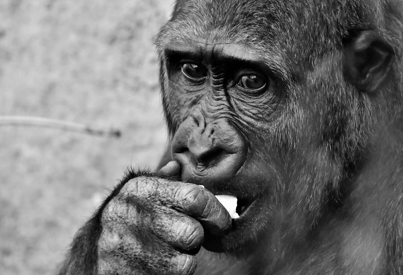 Primate