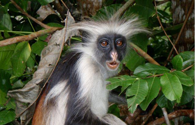 Primate