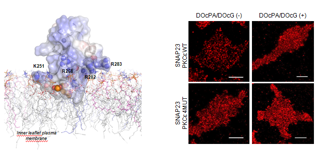 Proteínas PKCε y SNAP23