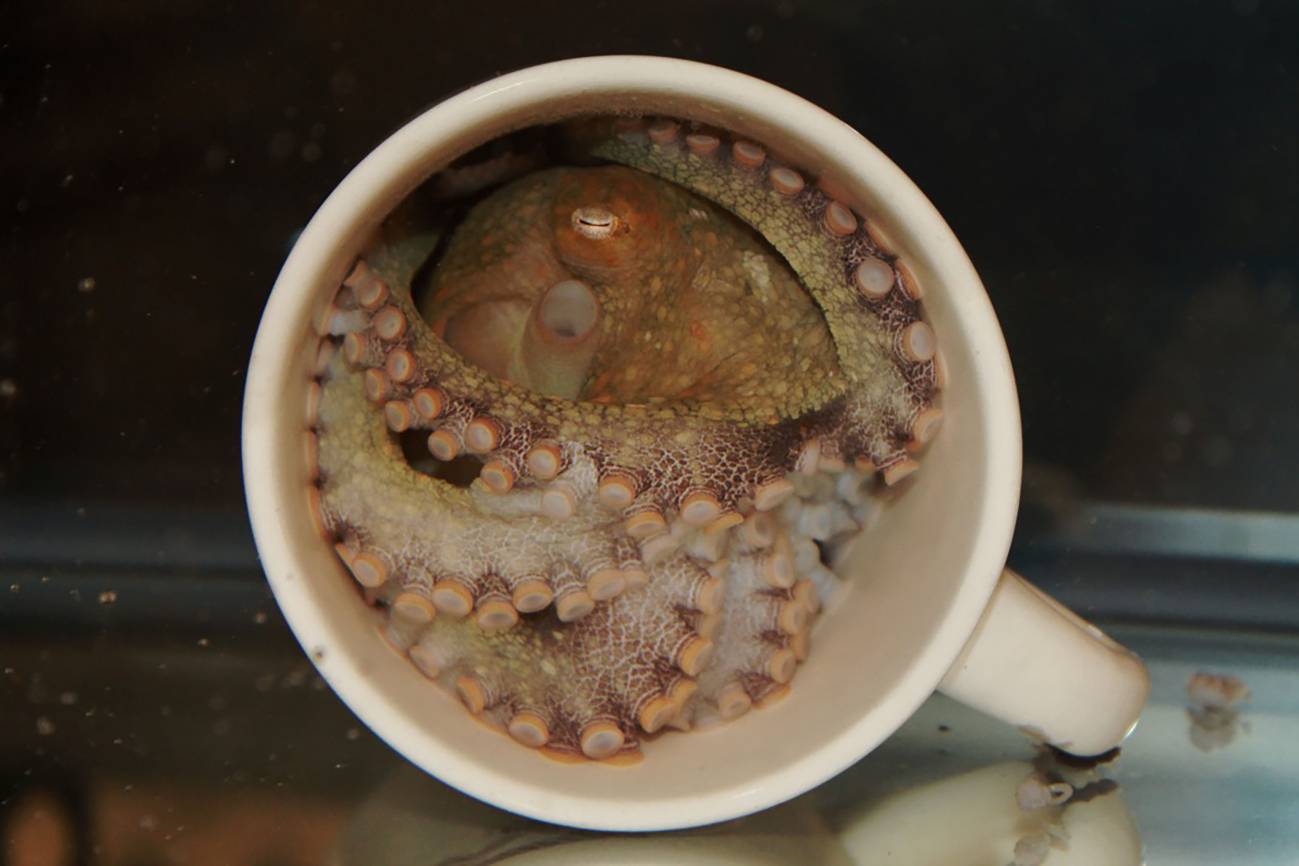 Pulpo