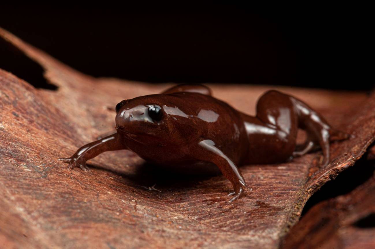 Rana danta