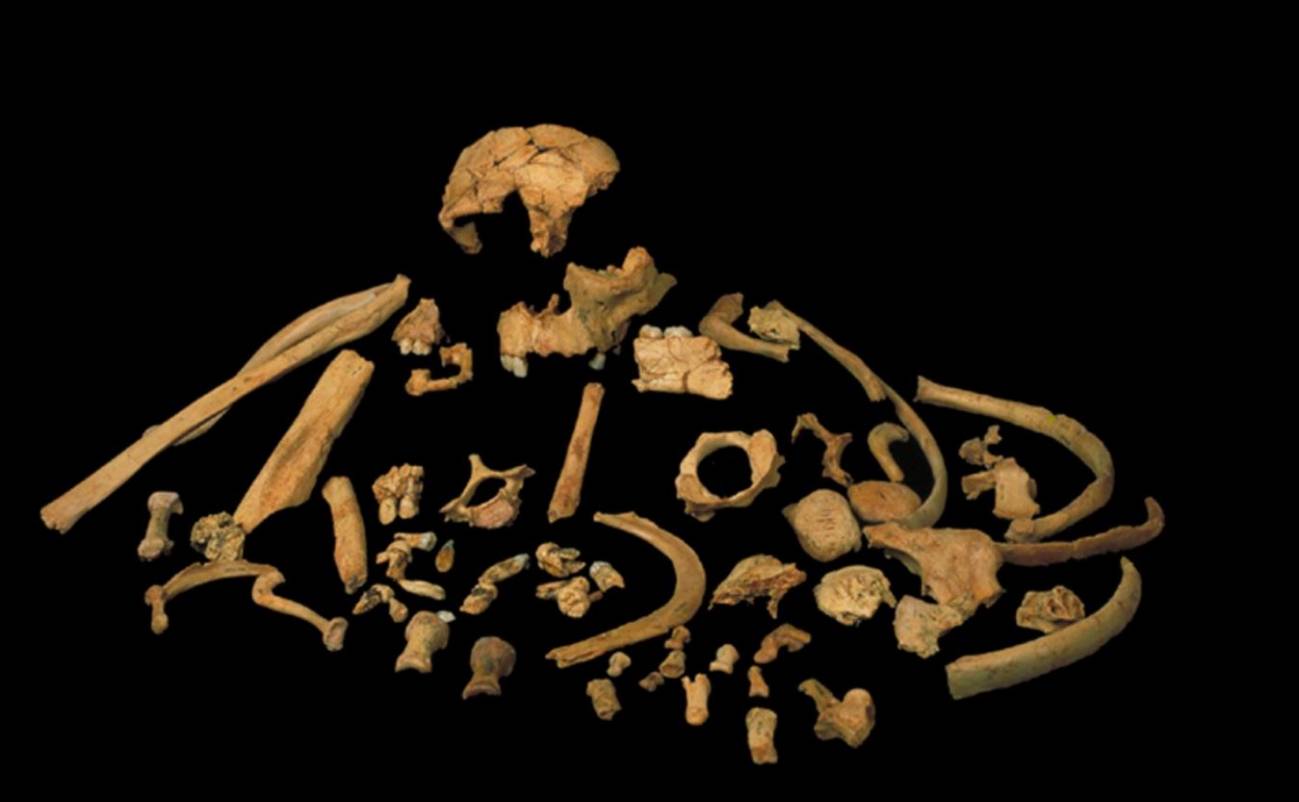 Restos fósiles de Homo antecessor