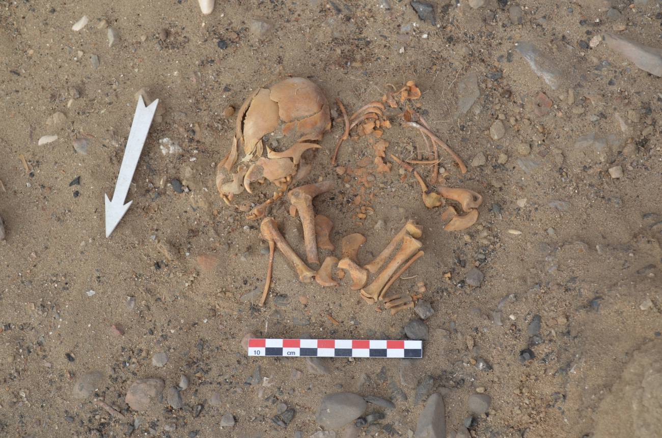 Restos de un perro de aproximadamente entre 1100 y 500 años de antigüedad recuperado en el sitio arqueológico Huaca Amarilla, Perú. / Nicolás Goepfert.