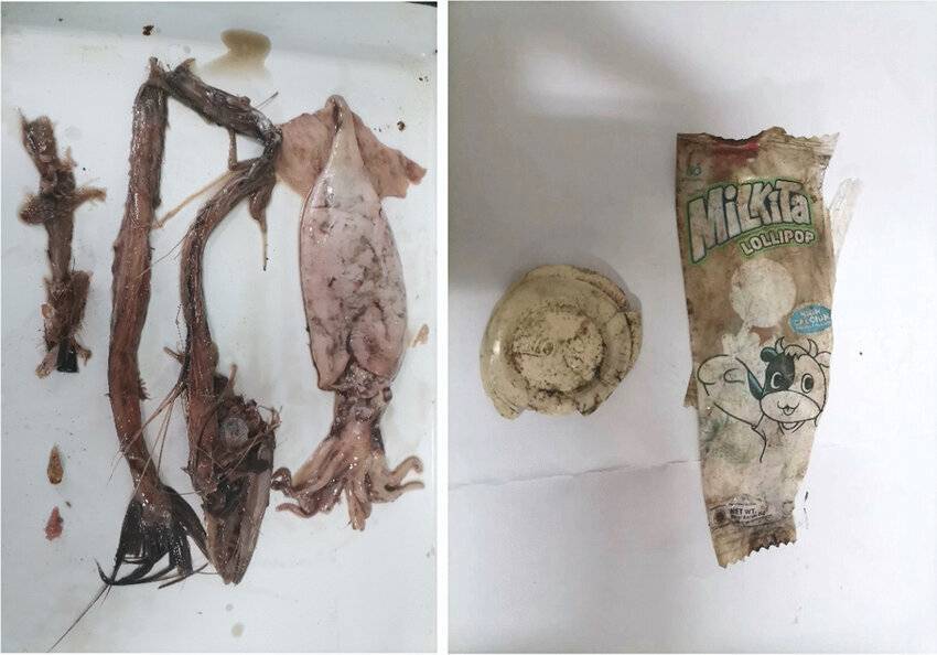 Contenido estomacal y trozos de plástico ingeridos por el marrajo negro. / Yi Gong et al.