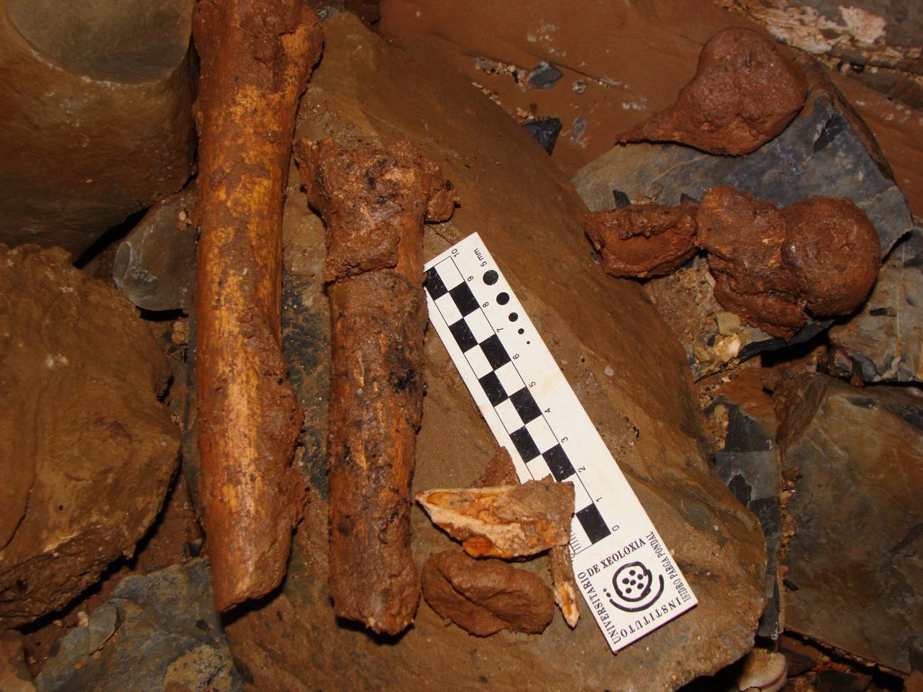 Restos de Elba hallados en la cueva. / Frialia