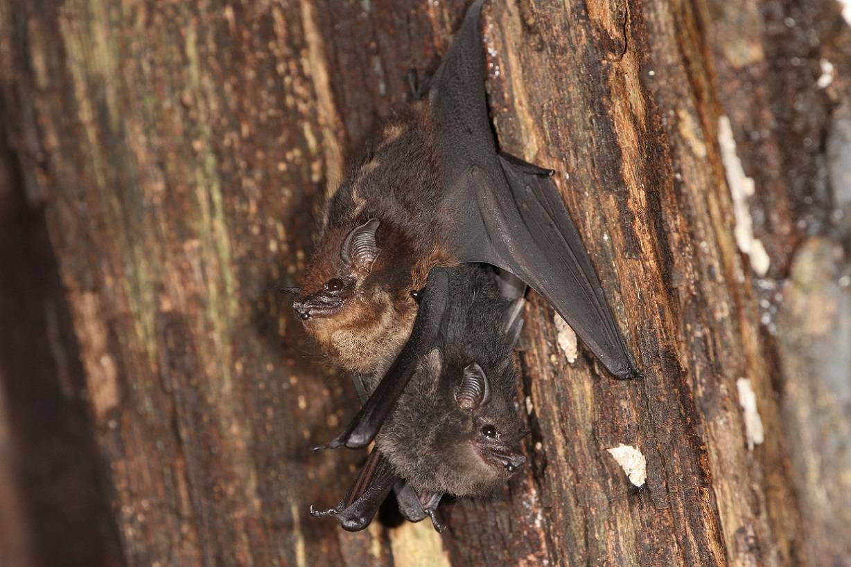 Madre y cría de la especie de murciélago neotropical Saccopteryx bilineata en un dormidero diurno. La cría está pegada al vientre de la madre. / Michael Stifter