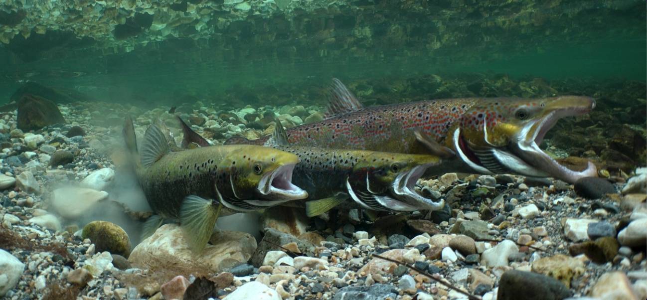 Salmónidos en la Cuenca del Sella (Asturias)