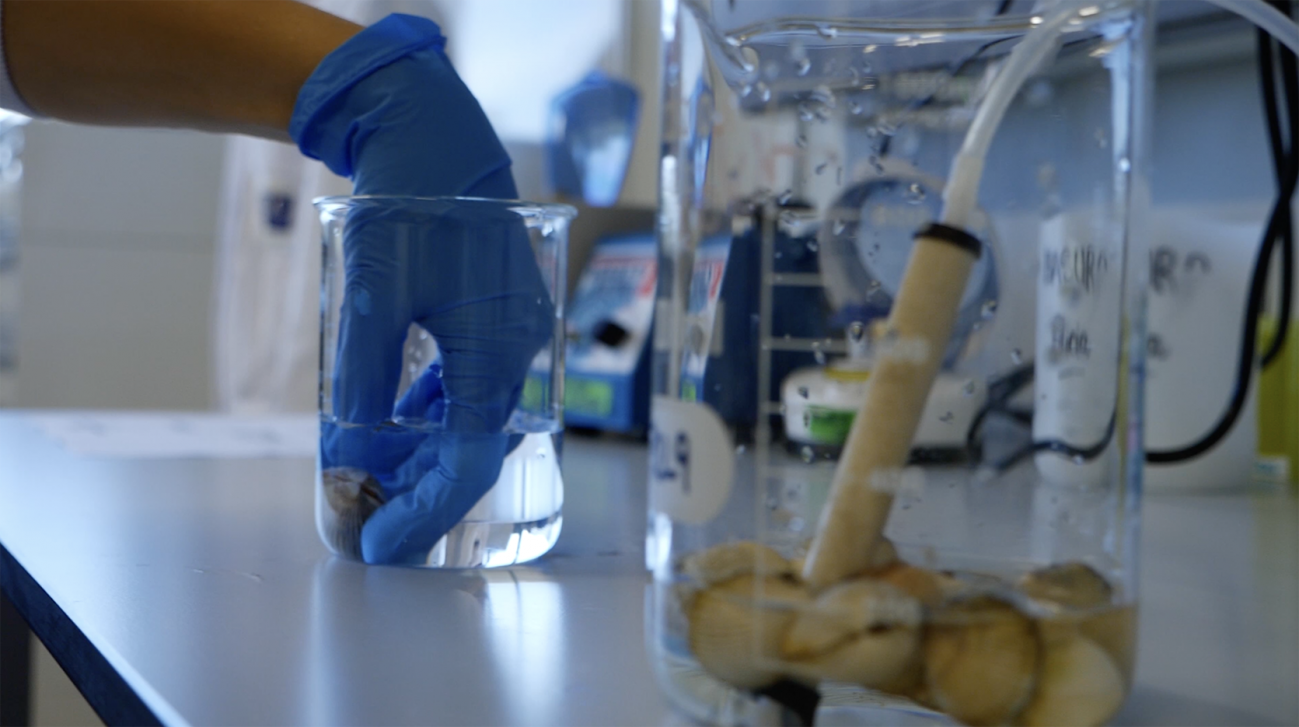 Imagen tomada en el laboratorio de investigación. / CiMUS