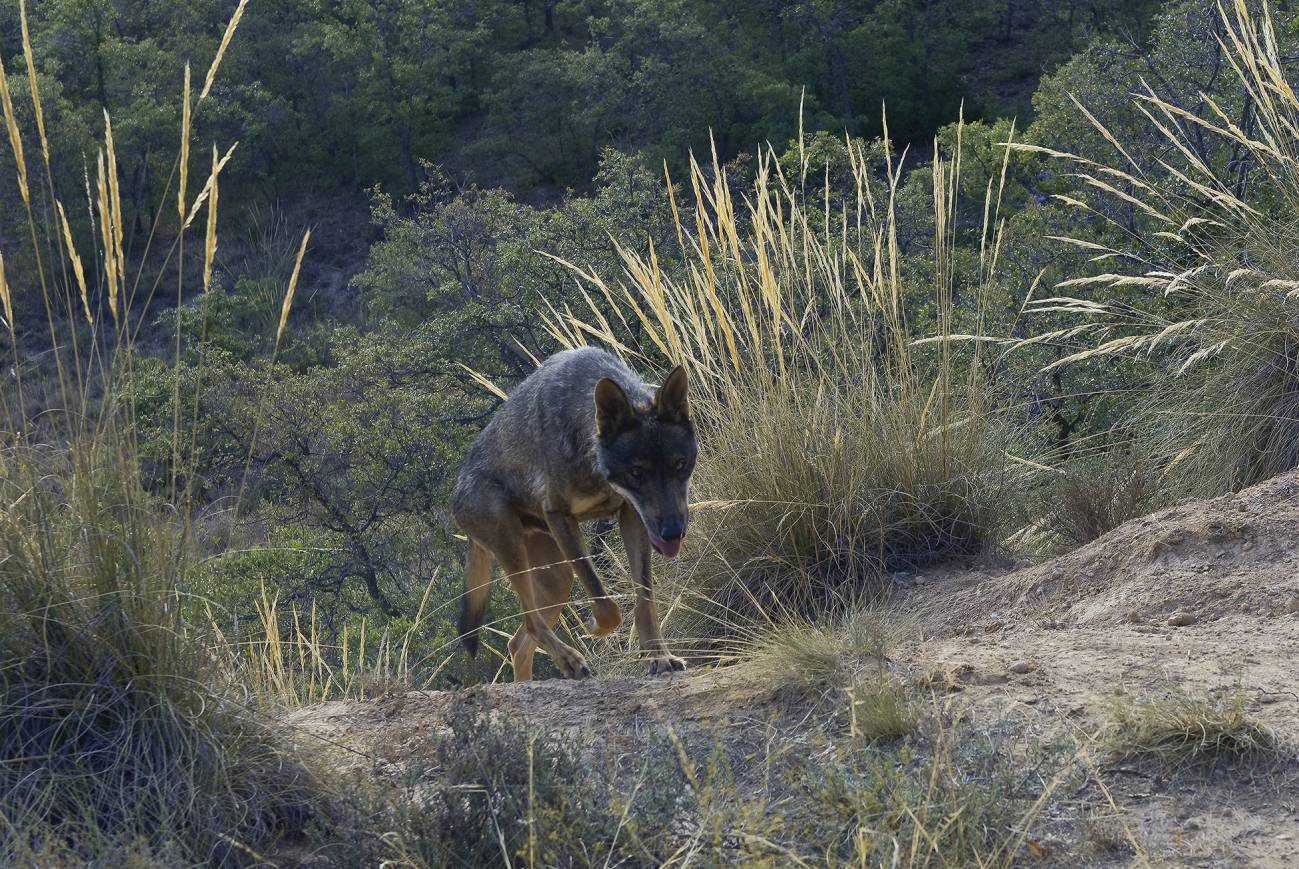 Sendero del lobo ibérico. / Ángel M. Sánchez (Censo Lobo Ibérico)