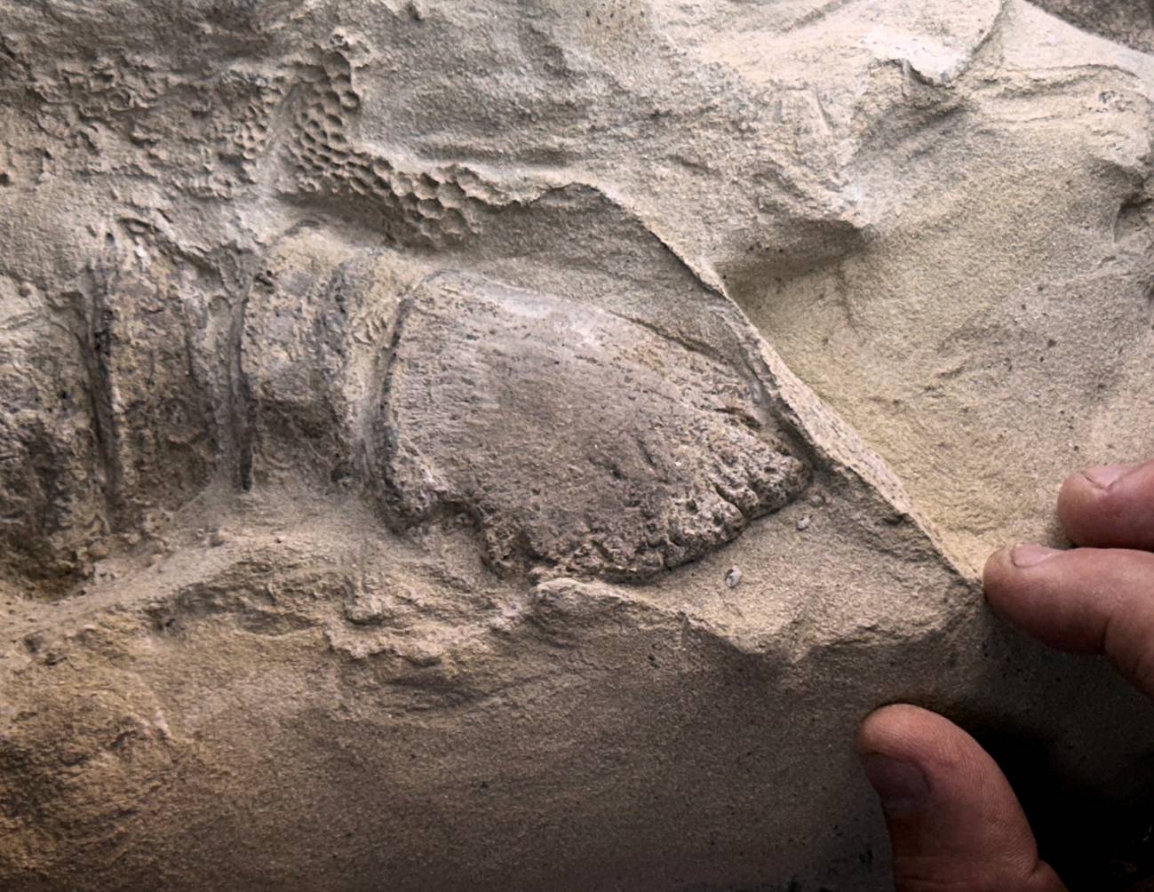 La pezuña, conservada en sección como una capa muy fina de arcilla, cubre el hueso terminal del dedo del pie de una momia adulta del dinosaurio con pico de pato Edmontosaurus annectens. / UChicago Fossil Lab