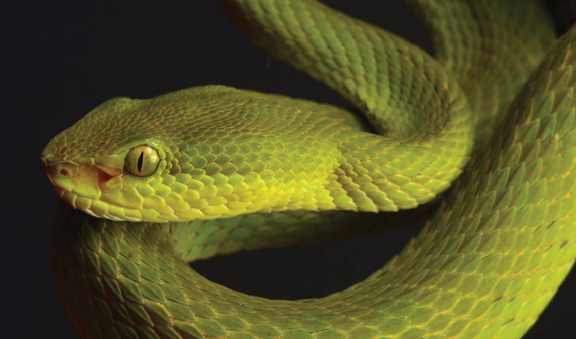 Serpiente de Salazar