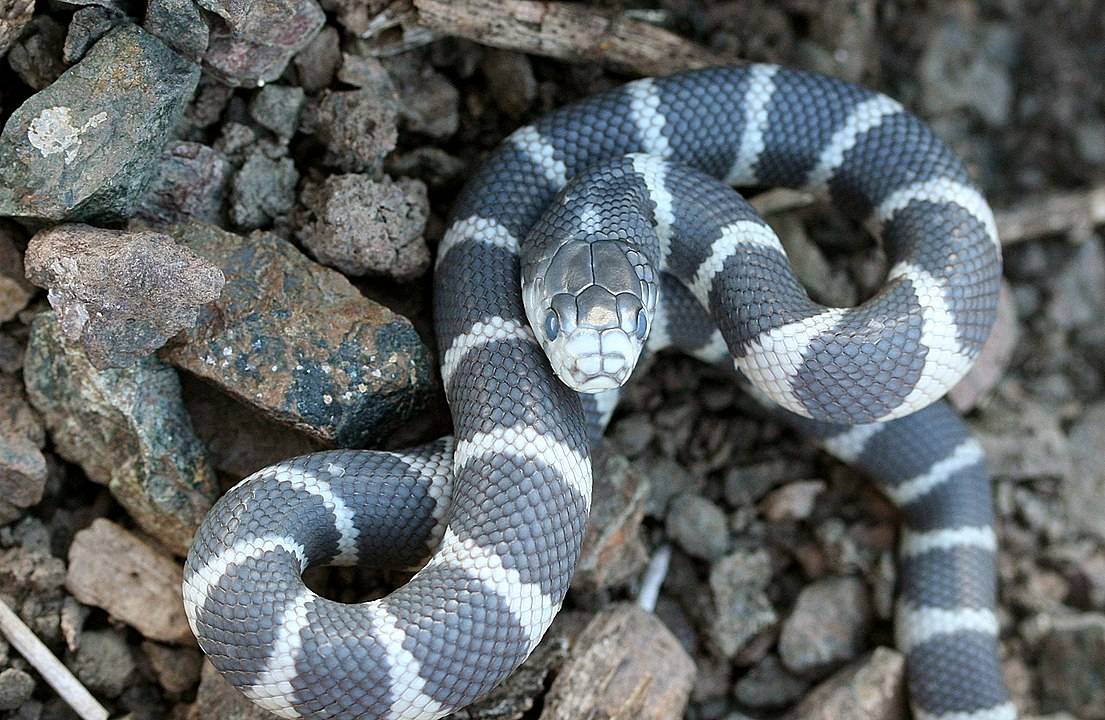 Serpiente real común