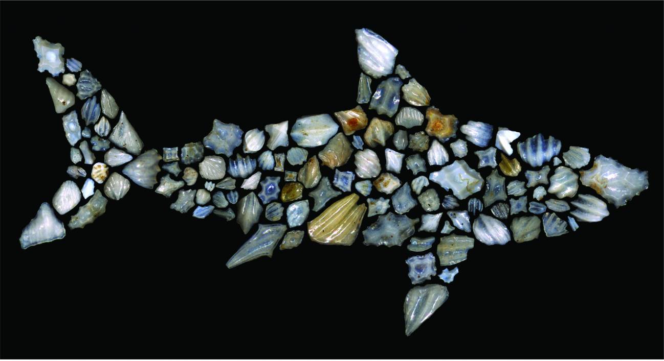 Silueta de un tiburón compuesta por dentículos dérmicos de tiburón fósil descritos en este estudio. Su morfología varía considerablemente entre diferentes especies de tiburones. / Leah D. Rubin