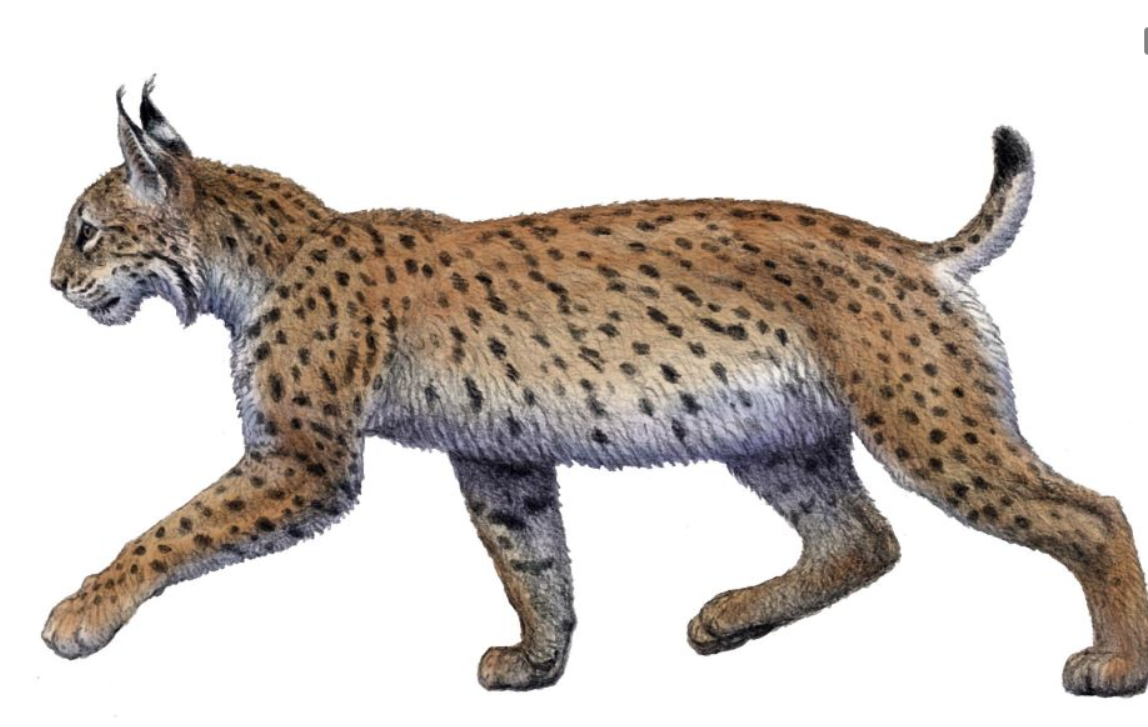 Reconstrucción del lince ibérico que vivió en la Sierra de Quibas hace un millón de años. / Mauricio Antón