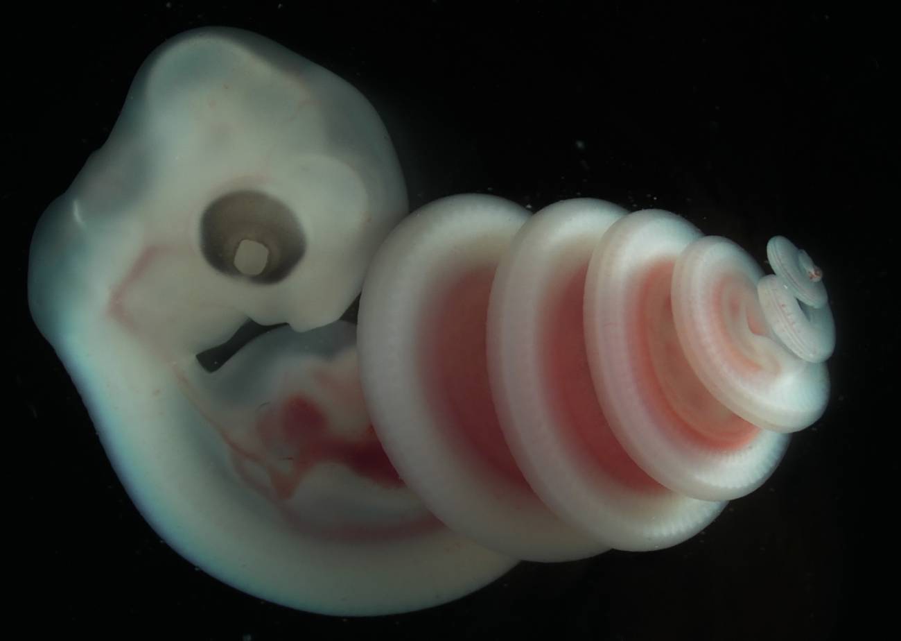 Embrión de una serpiente doméstica del Cabo (‘Boaedon capensis’)./ Raul Diaz, Californai State University Los Angeles