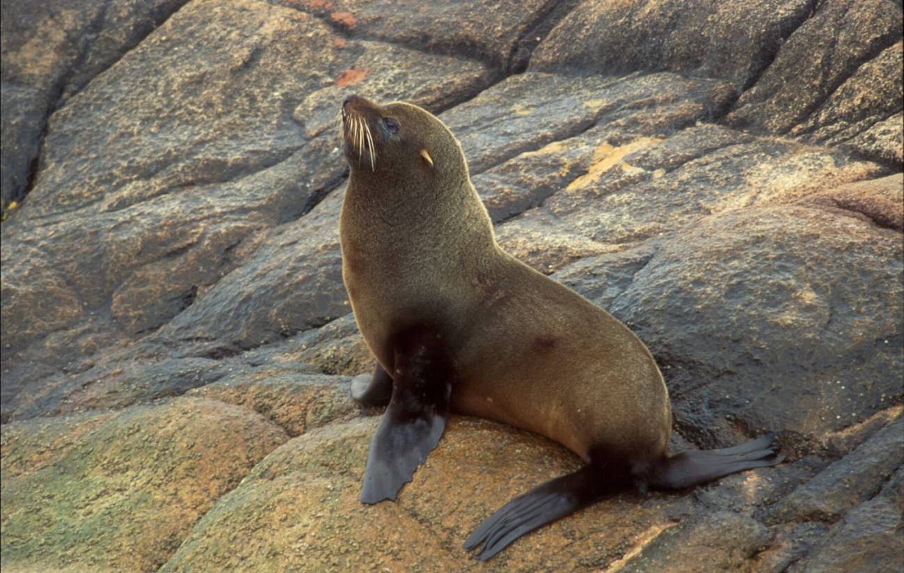 Lobo marino sudamericano