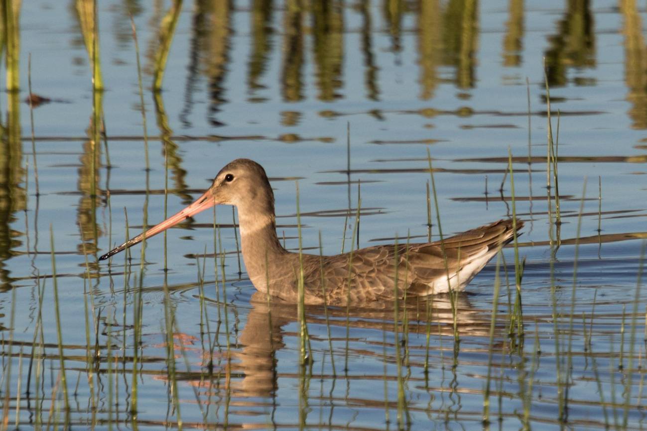 Aves Doñana/ Pixabay