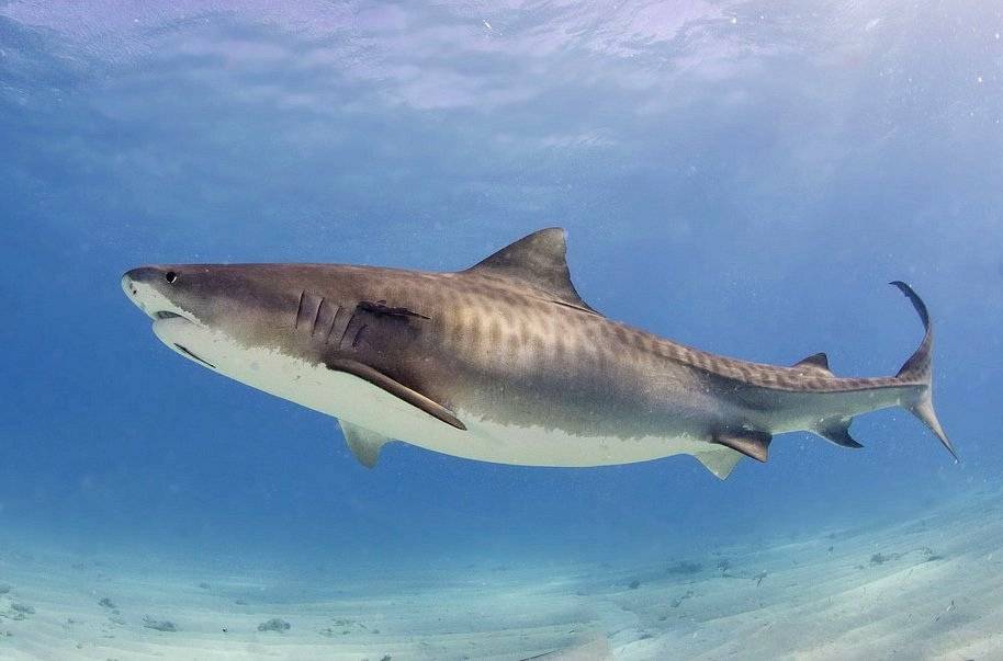 Tiburón tigre