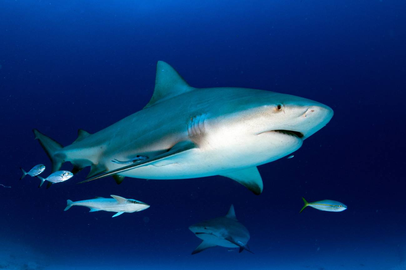 Tiburón toro o sarda