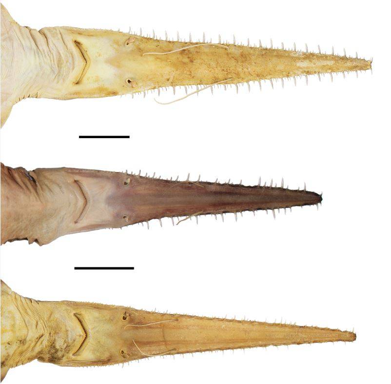 Tiburones sierra