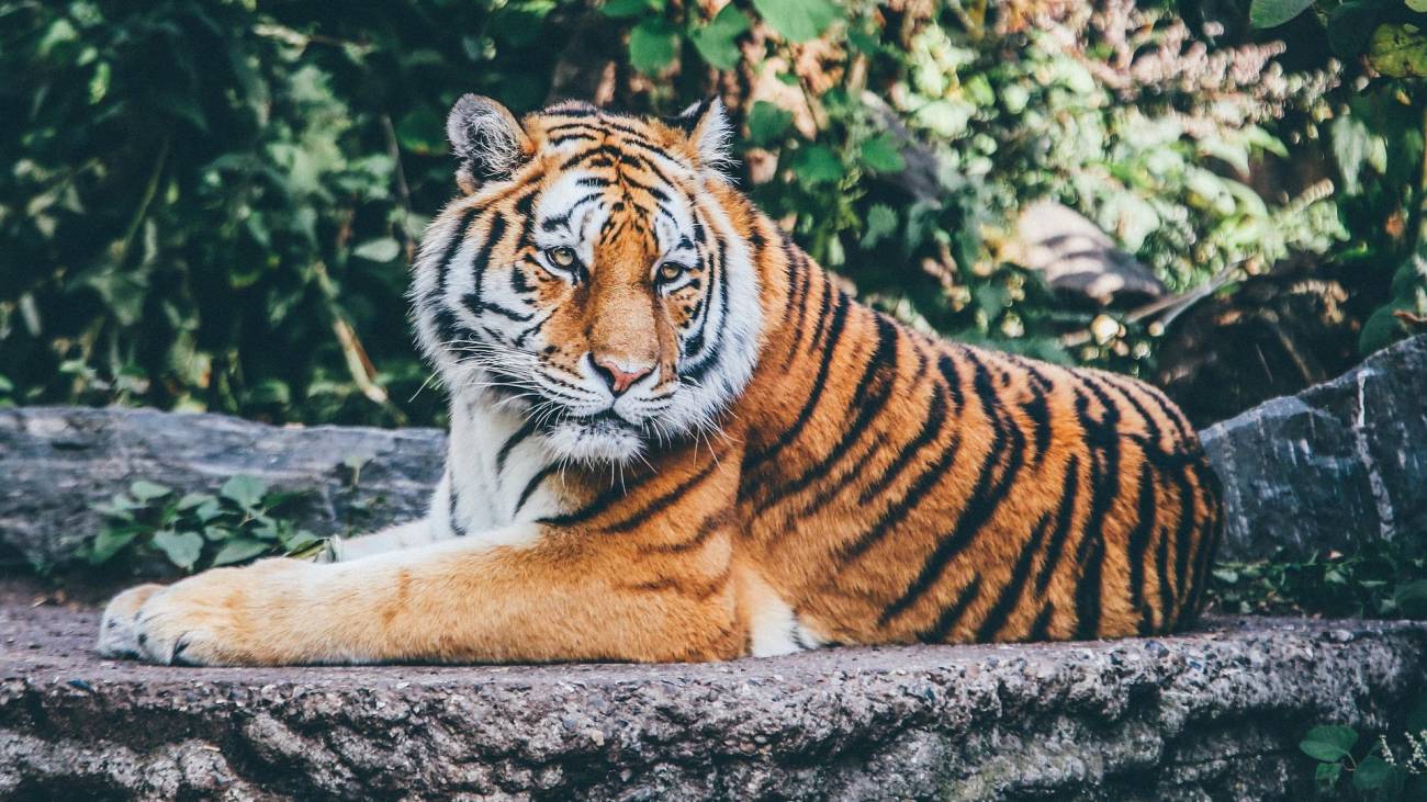 tigre