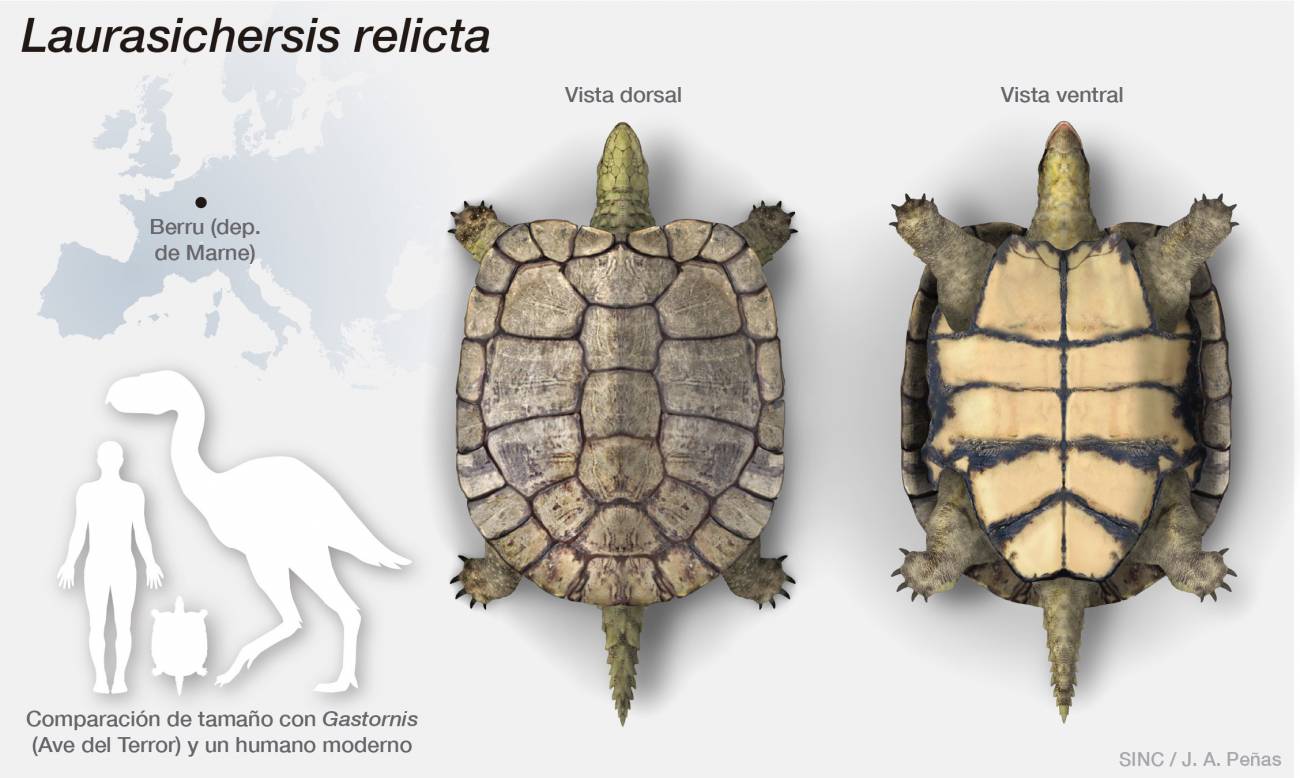 Tortuga