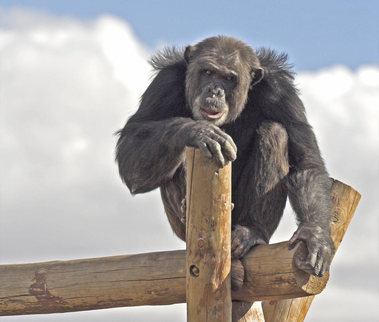 Toti, chimpancé rescatado en el Centro de Rescate de Primates Rainfer. / Rainfer.org