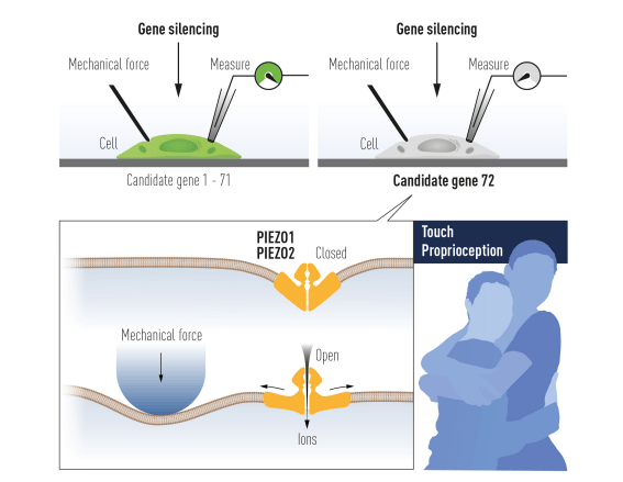 Tras un minucioso trabajo, se identificó el Piezo1. Basándose en su similitud con Piezo1, se encontró Piezo2