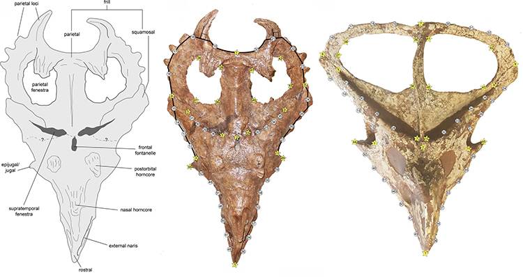Triceratops