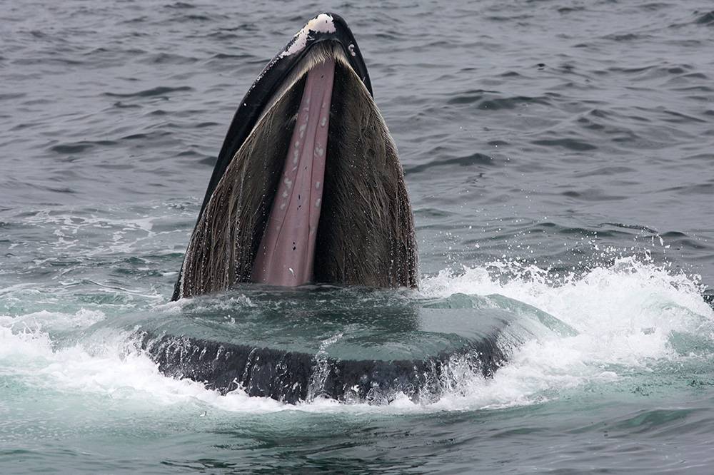 Una ballena jorobada se alimenta de peces en el Santuario Marino Nacional de Stellwagen Bank. / Elliott Hazen-NOAA