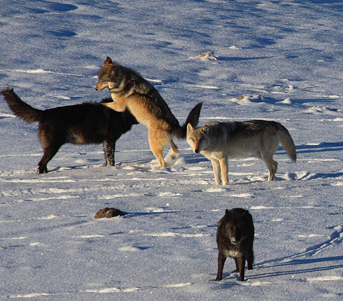 Una hembra gris monta sobre un macho reproductor dominante negro en un comportamiento ritual de cortejo en la manada de Druid Peak. / Daniel Stahler/NPS