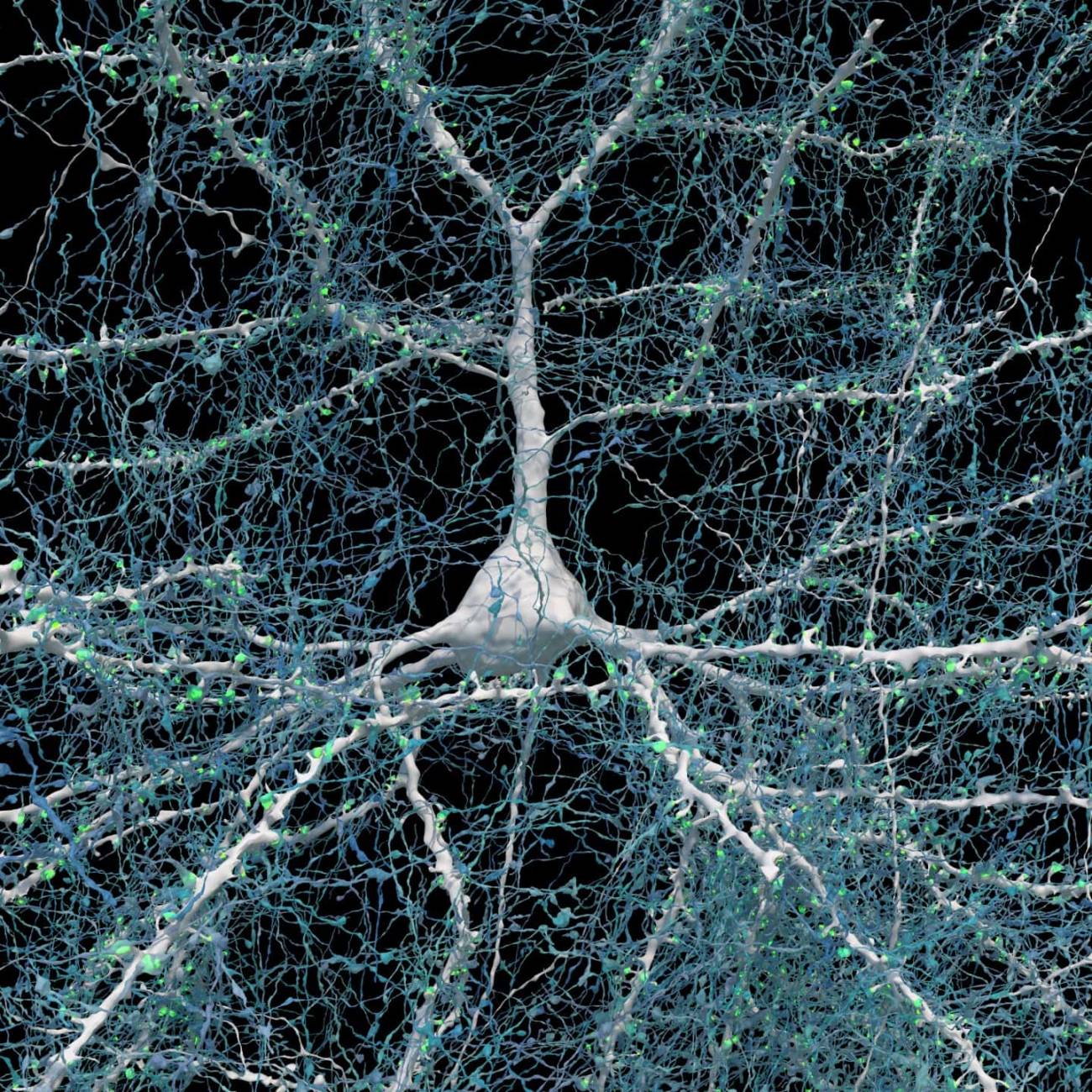 Una sola neurona (blanca) con 5.600 axones (azules) que se conectan a ella / Renderizaciones D. Berger (Harvard)