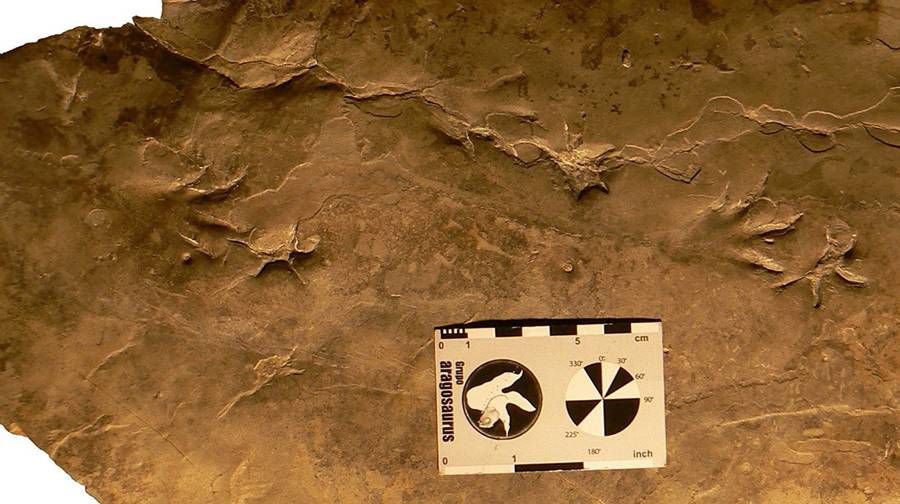 Uno de los rastros de Crocodylopodus analizados