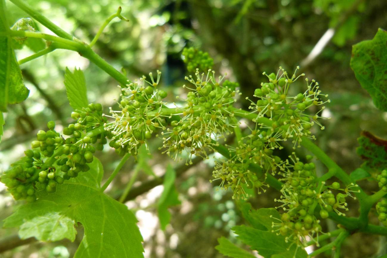 Esta foto muestra las flores de la vid silvestre en las montañas de Crimea. / Svitlana Goryslavets